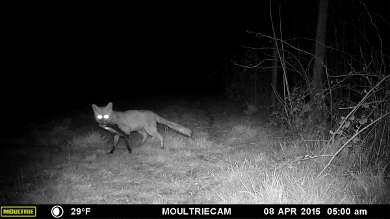 Fuchs mit Nachtmahl